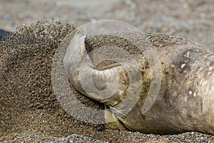 Sea elephant photo