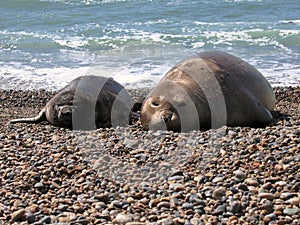 Sea Elephants