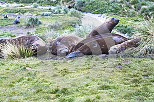 Sea elephants