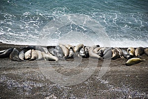 Sea elephants, patagonia