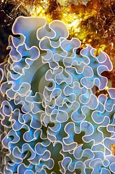 Sea,Elysia crispata,lettuce sea slug