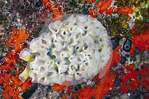 Sea,Elysia crispata,lettuce sea slug