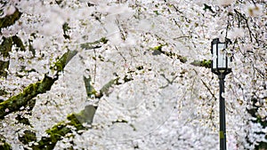 A Sea Of Endless White Cherry Blossoms Fill The Air And The Ground To Make The Most Romantic Dream In Spring
