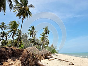 Sea erosion at coconut palm plantation near the beach