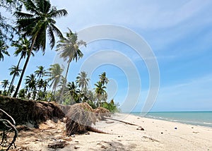 Sea erosion at coconut palm plantation near the beach