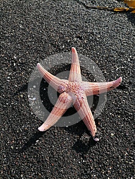 Sea star on Maule beach at Coronel chile photo