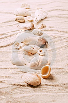 Sea exotic seashells molluscs seashells white beach sand. Summer vacation travel concept. Postcard template copy space