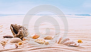 Sea exotic seashells molluscs seashells white beach sand. Summer vacation travel concept. Postcard template copy space