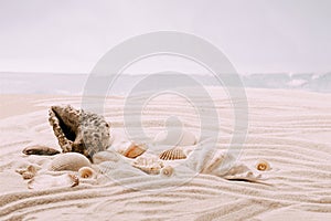 Sea exotic seashells molluscs seashells white beach sand. Summer vacation travel concept. Postcard template copy space