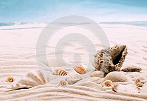 Sea exotic seashells molluscs seashells white beach sand. Summer vacation travel concept. Postcard template copy space