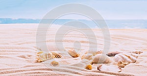 Sea exotic seashells molluscs seashells white beach sand. Summer vacation travel concept. Postcard template copy space