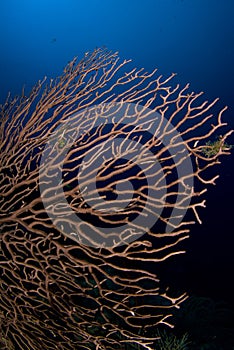 Sea Fan 2