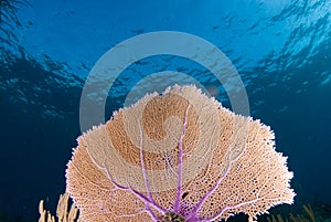 Sea Fan 2