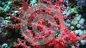 Sea fan Annella sp. feeding underwater in Red Sea. 4K