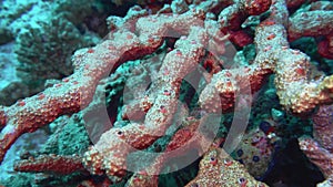 Sea fan Annella sp. feeding underwater in Red Sea. 4K