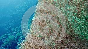 Sea fan Annella sp. feeding underwater in Red Sea. Egypt