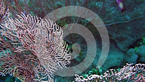 Sea fan Annella sp. feeding underwater in Red Sea. Egypt