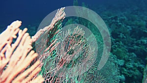 Sea fan Annella sp. feeding underwater in Red Sea. Egypt