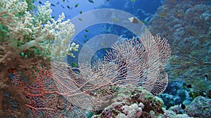 Sea fan Annella sp. feeding underwater in Red Sea. Egypt