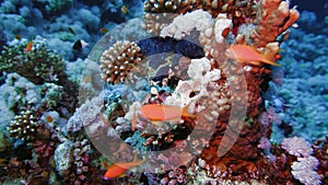 Sea fan Annella sp. feeding underwater in Red Sea. Egypt