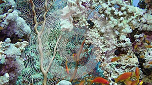 Sea fan Annella sp. feeding underwater in Red Sea. Egypt