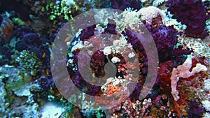 Sea fan Annella sp. feeding underwater in Red Sea. Egypt