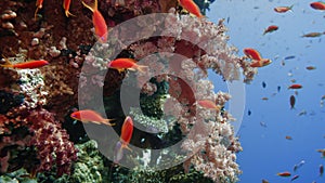 Sea fan Annella sp. feeding underwater in Red Sea. Egypt