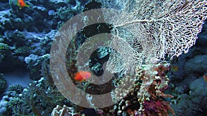 Sea fan Annella sp. feeding underwater in Red Sea. Egypt