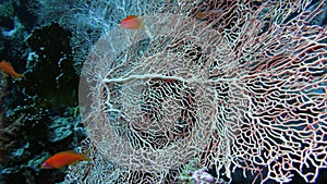 Sea fan Annella sp. feeding underwater in Red Sea. Egypt