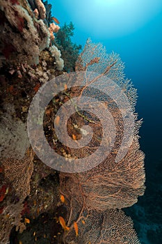 Sea fan and Anthias in the Red Sea.