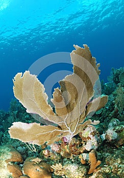 Sea fan in blue sea