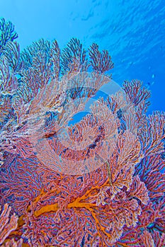 Sea Fan, Bunaken National Marine Park, Indonesia