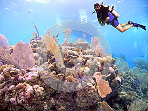 A Sea Fan Colony w/ Dive Boat & Scuba Diver in Background