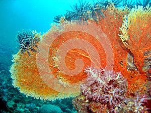 Sea Fan Coral