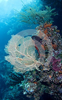 Il mare ventilatore un corallo 