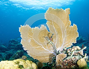Sea Fan on a Coral Ledge