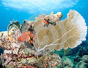 Sea Fan on a Coral Ledge