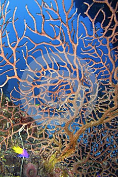 Sea Fan, Coral reef, Cuba