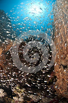 Sea fan coral, school of glass fish, Red Sea