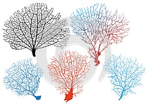 Sea fan corals, vector set photo