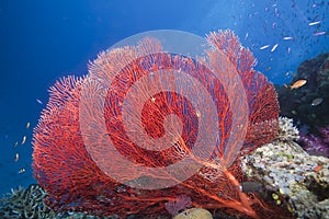 Sea Fan, Fiji