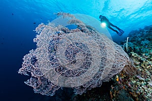 sea fan or gorgonian on the slope of a coral reef with visible water surface