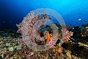 sea fan or gorgonian on the slope of a coral reef with visible water surface