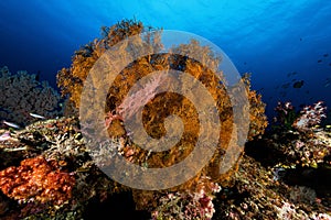 sea fan or gorgonian on the slope of a coral reef with visible water surface