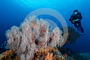 sea fan or gorgonian on the slope of a coral reef with visible water surface