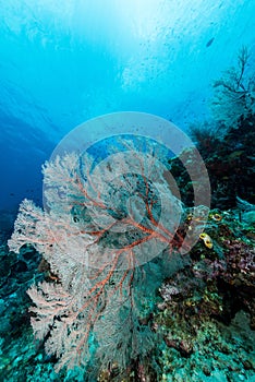 sea fan or gorgonian on the slope of a coral reef with visible water surface and fish