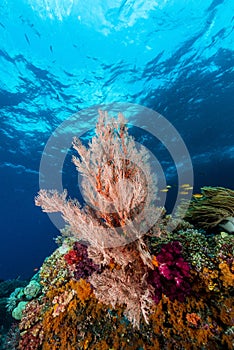 sea fan or gorgonian on the slope of a coral reef with visible water surface and fish