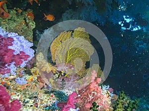 A sea fan inside a cave on rainbow reef in fiji