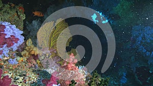 a sea fan inside a cave on rainbow reef in fiji