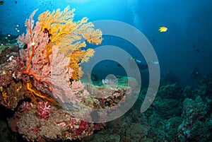 Sea Fan in North Andaman, Thailand